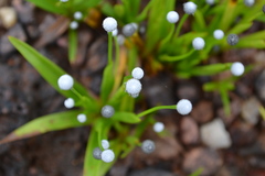Eriocaulon eurypeplon